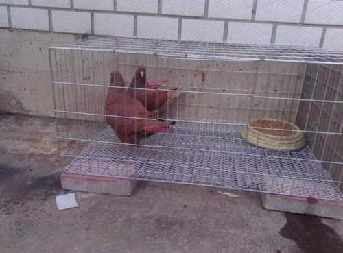 鸽笼鸽子笼子鸽子用品用具鸽子笼大号鸡笼家用鸽子养殖笼子运输笼