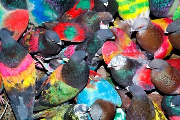 让鸽子在日间有发亮色彩的西班牙养鸽人图