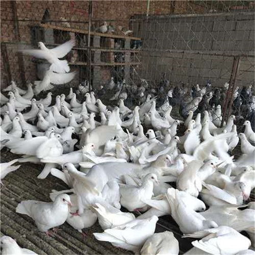 天津市冠鸿肉鸽养殖场 图 肉鸽批发 天津肉鸽高清图片 高清大图