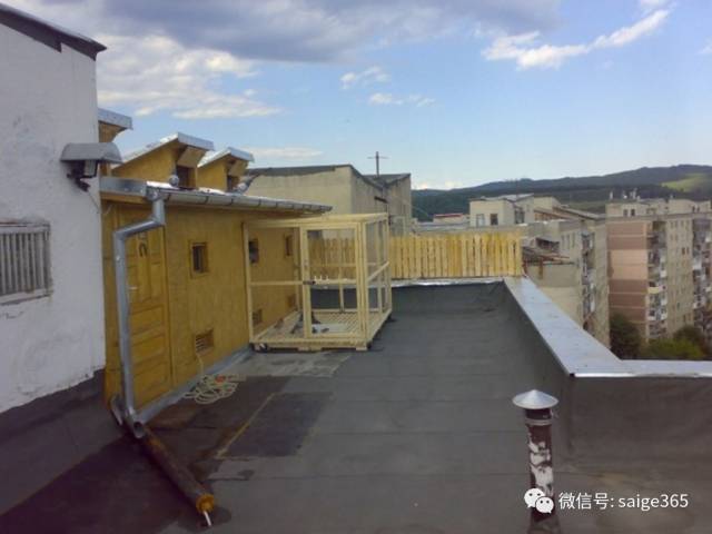 【鸽赏图】家庭楼顶建造鸽舍及饲养鸽子的实例!