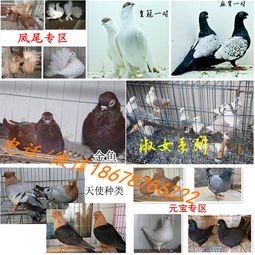 肉鸽养殖场报价 厂家