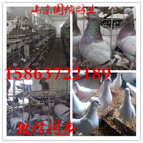 云南大理观赏鸽养殖场