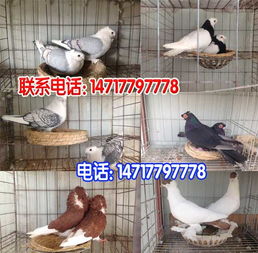 种鸽一年抱几窝