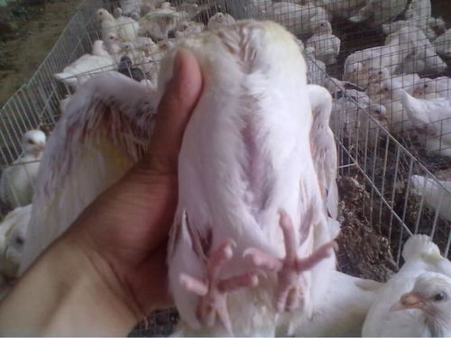 人工肉鸽 ,石家庄深泽肉鸽养殖场