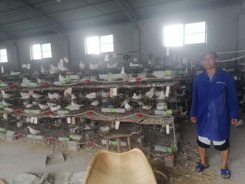 肉鸽养殖助推脱贫致富 方城县古庄店镇核桃园村致富带头人朱清贵