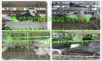 浙江温州市哪里有卖肉鸽、种鸽的?【肉鸽养殖协会】-供应-禽苗-2013年6月17日最新供求信息-供应/求购-中国禽病网