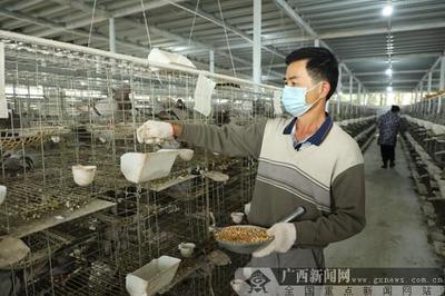 良庆区:脱贫不断档!让农资进得来 产品卖得出