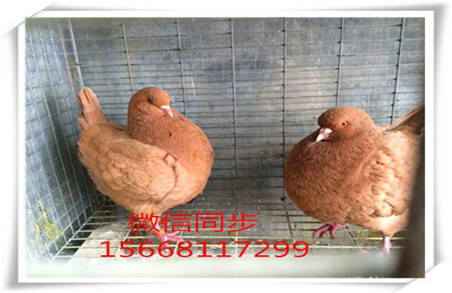 圆环元宝鸽子图片、圆环元宝价格、元宝鸽子哪里便宜_北京时间