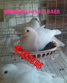 供应肉鸽种鸽批发价格鸽笼价格