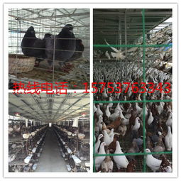 黄冈哪有肉鸽养殖场
