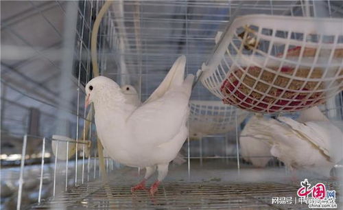 三农科普 富硒鸽饲养 发挥鸟类天性倡导 2 3 优育