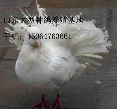潮安县肉鸽养殖场@潮安县养殖肉鸽行吗@潮安县肉鸽养殖技术产品的资料 - 山东机电网