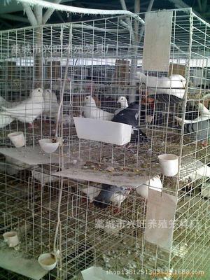 鸽子蛋-鹌鹑蛋、野鸡蛋、鸽子蛋采购平台求购产品详情