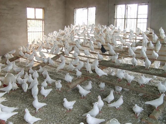 肉鸽-湖北肉鸽养殖13348687625 产品展示(武汉种鸽_武汉种鸽批发_武汉