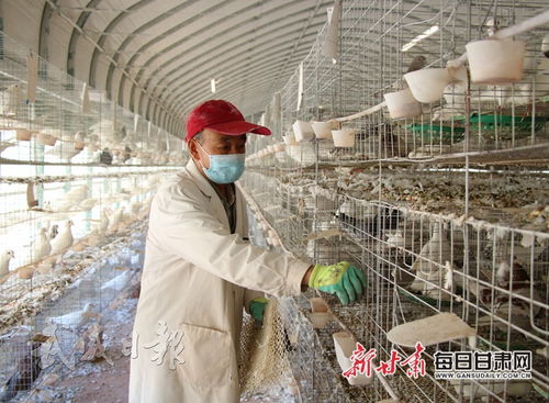 工人在古浪县西靖镇肉鸽养殖基地整理鸽舍