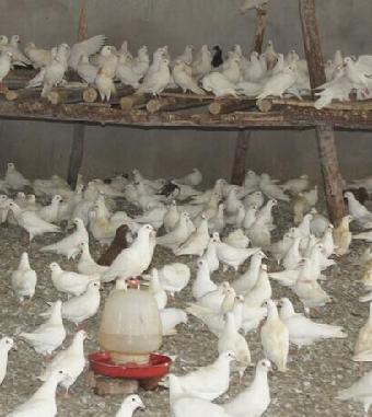 新版肉鸽适合用烧烤肉鸽养殖场_志趣网