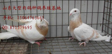 湖北肉鸽养殖基地产品的资料 - 山东机电网