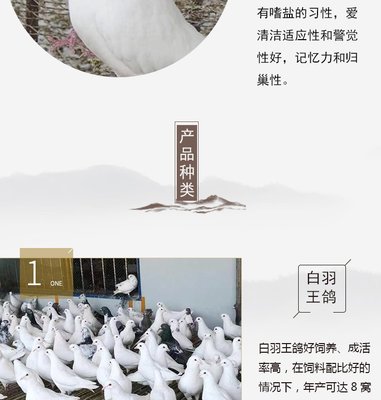 养殖销售 成体肉鸽种鸽 落地王肉鸽 养殖场肉鸽