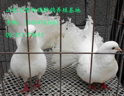 枣庄种鸽养殖场 肉鸽养殖场 济南养鸽_农副产品栏目