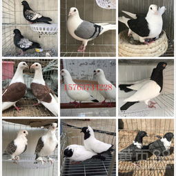 【肉鸽价格山东大型养殖基地】-