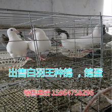 2019肉鸽养殖价格 报价 肉鸽养殖批发 第34页 养殖网