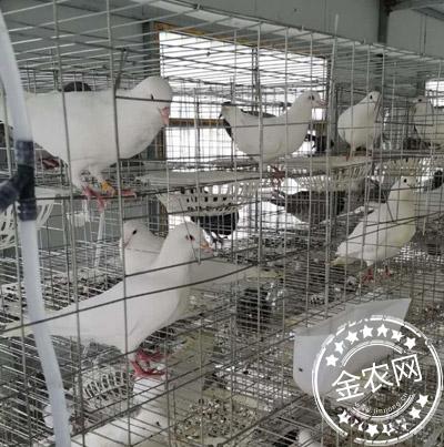 养殖肉鸽 肉鸽价格肉鸽养殖场