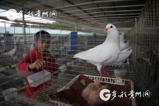 多彩贵州网 贵州黔西 特色养殖助脱贫