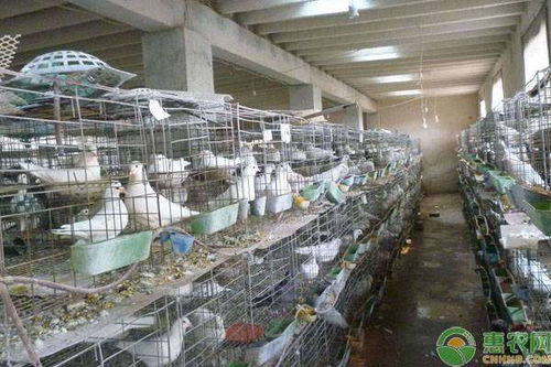 肉鸽养殖需要哪些设备 要怎么选择 养殖户必知