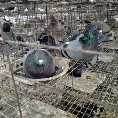 农家养殖改良育肥肉鸽种鸽 抗病率强 骨骼坚实
