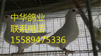 山东正规养鸽场重庆省高新区卡奴鸽养殖场