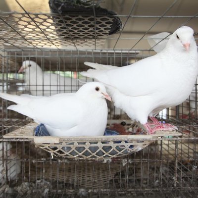 养殖肉鸽子基地 大棚饲养肉多羽毛丰富 肉鸽养殖,选择高产品种