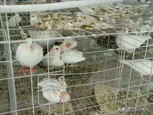 农村养殖肉鸽,人工哺育幼鸽鸽乳制作方法