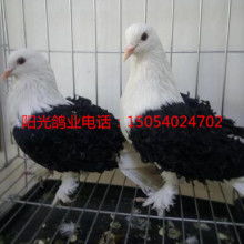 山东阳光观赏鸽肉鸽养殖场