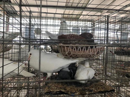 泗阳八集村 花园式养殖生态肉鸽等你来