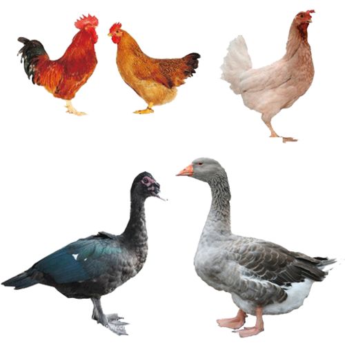 【养殖)益阳资阳鹅苗+批发-怀远县鹅苗孵化厂欢迎您】- 