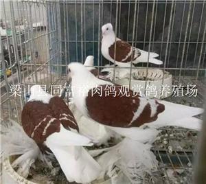 石家庄便宜出售黄色倒插凤尾鸽-中科商务网-梁山县同富裕肉鸽观赏鸽养殖场