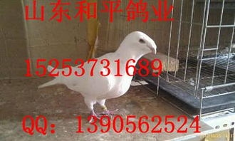 白羽王鸽多少钱一对价格 白羽王鸽多少钱一对厂家批发 嘉祥县振川家庭农场