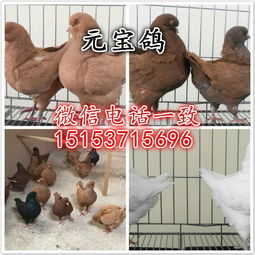 津南公斤元宝鸽哪里的元宝鸽价格低