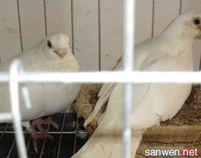 肉鸽养殖的8个要点与注意事项