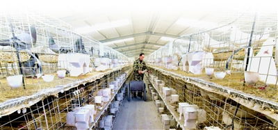 肉鸽养殖 带农致富