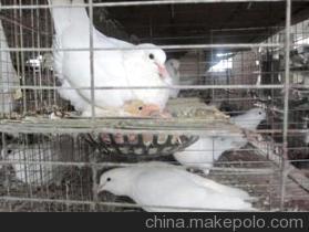 【寿光肉鸽养殖首选寿光王鸽 肉鸽】价格,厂家,图片,特种禽类,崔少升-