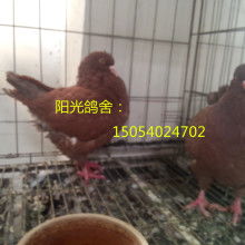 梁山县同富裕肉鸽观赏鸽养殖场