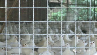 厉害了 总投资5.6亿,广宁打造亚洲最大规模肉鸽养殖基地