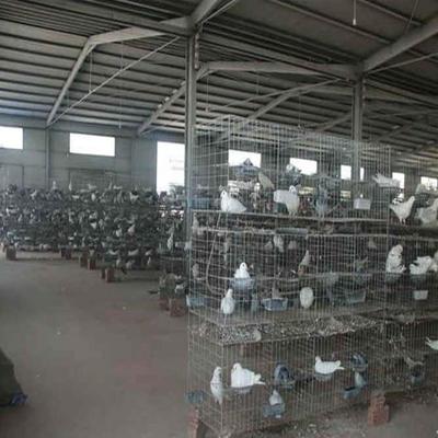 西夏区致富经养殖肉鸽哪里回收肉鸽肉鸽价格