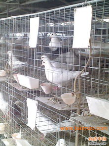 供应鸽子笼肉鸽养殖笼江西南昌鸽子笼,供应鸽子笼肉鸽养殖笼江西南昌鸽子笼生产厂家,供应鸽子笼肉鸽养殖笼江西南昌鸽子笼价格