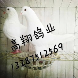 山东肉鸽养殖场 山东肉鸽养殖