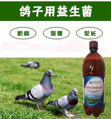 治肉鸽绿便水便的益生菌液去哪买