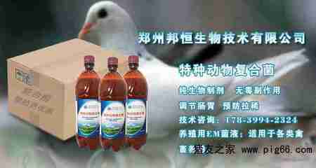 养肉鸽em菌益生菌是怎样用的