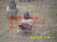 山东肉鸽种鸽 元宝鸽 观赏鸽育种场-山东鑫远种鸽养殖场-产品详情