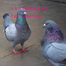 湖南大型种鸽肉鸽养殖场